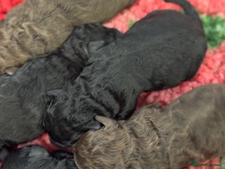 Aussiedoodle dogs 2 X Miniature Aussiedoodle Pups 🐾 ❤️ - Advert 4