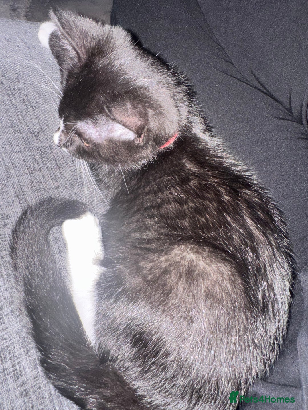 British Shorthair cats for sale: Blue British short-hair kittens - Advert 23