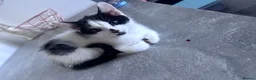 Mixed Breed cats for sale: Kittens for sale.  - Advert 4