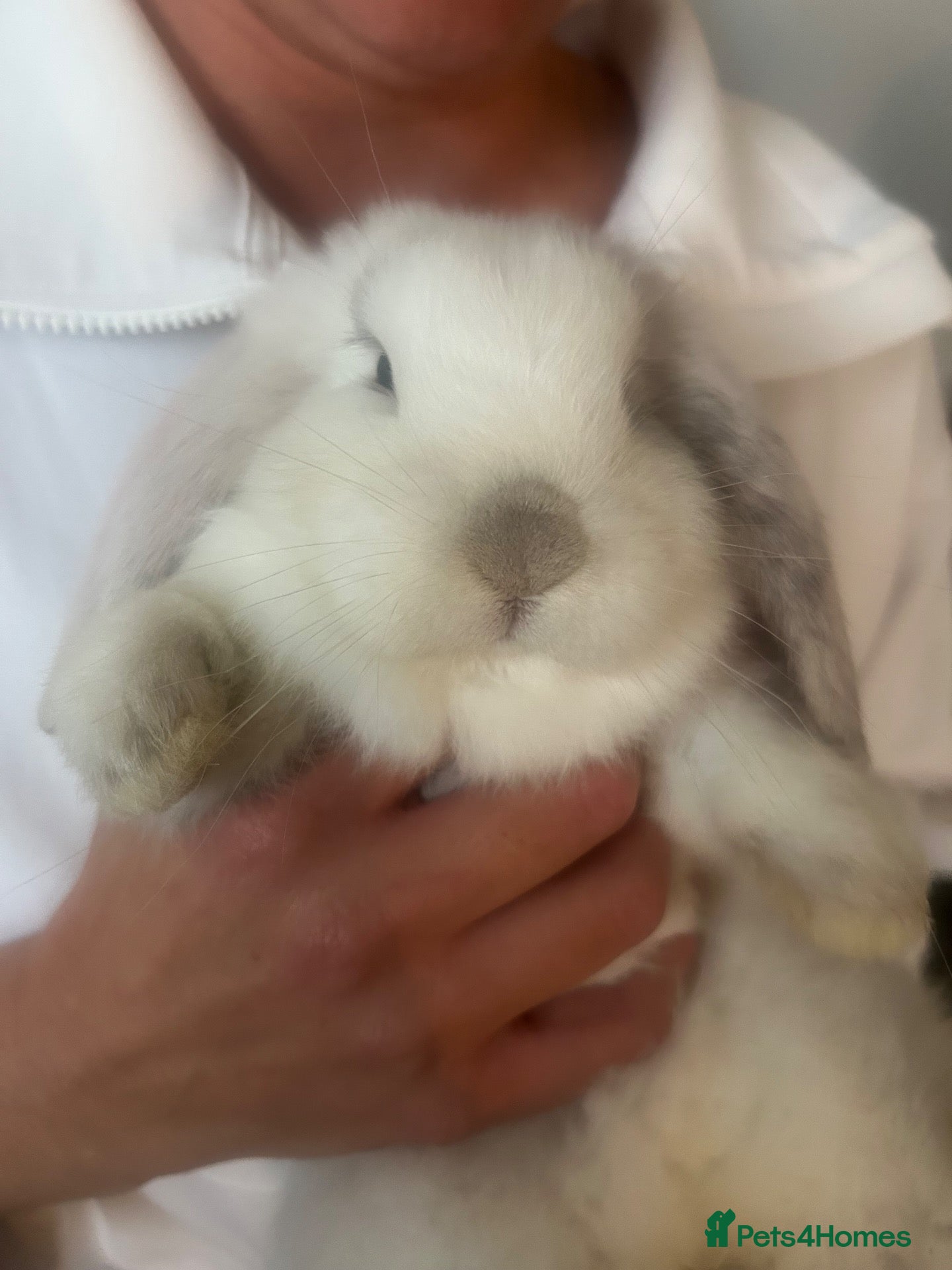 Mixed Breed rabbits Beautiful giant French- mini lop babies🐰💕 - Advert 1