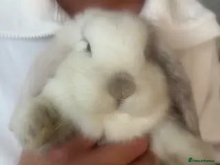 Mixed Breed rabbits Beautiful giant French- mini lop babies🐰💕 - Advert 1