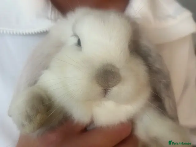 Mixed Breed rabbits Beautiful giant French- mini lop babies🐰💕 - Advert 1
