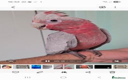 Cockatoo birds for sale: Baby galah and full setup  - Advert 1