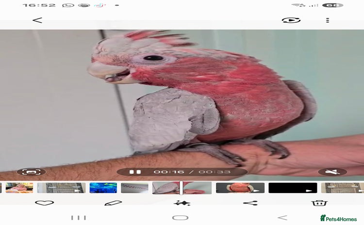 Cockatoo birds Baby galah and full setup  - Advert 1