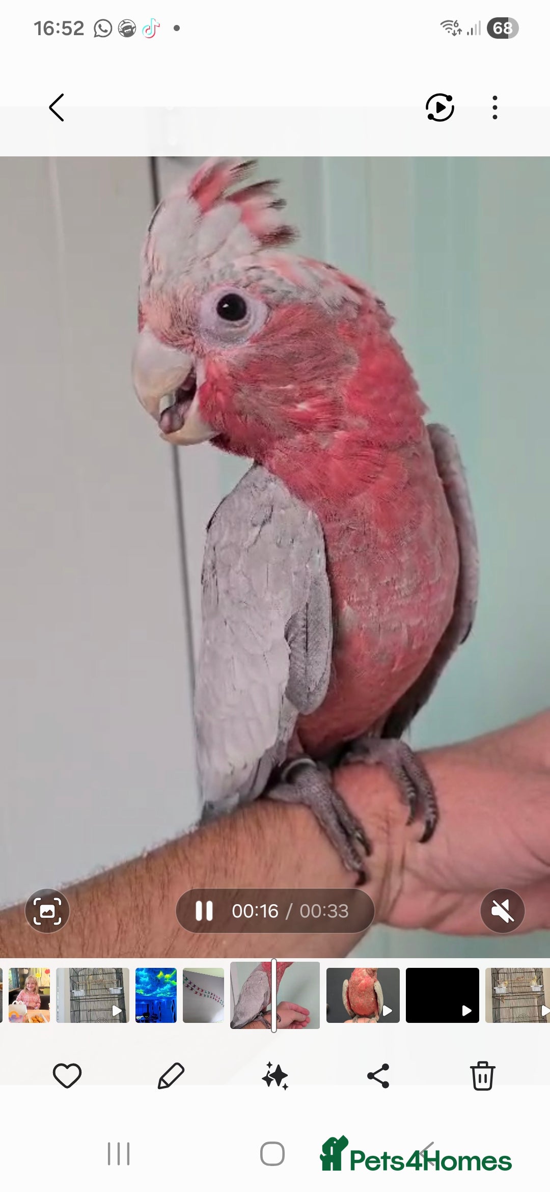 Cockatoo birds for sale: Baby galah and full setup  - Advert 1