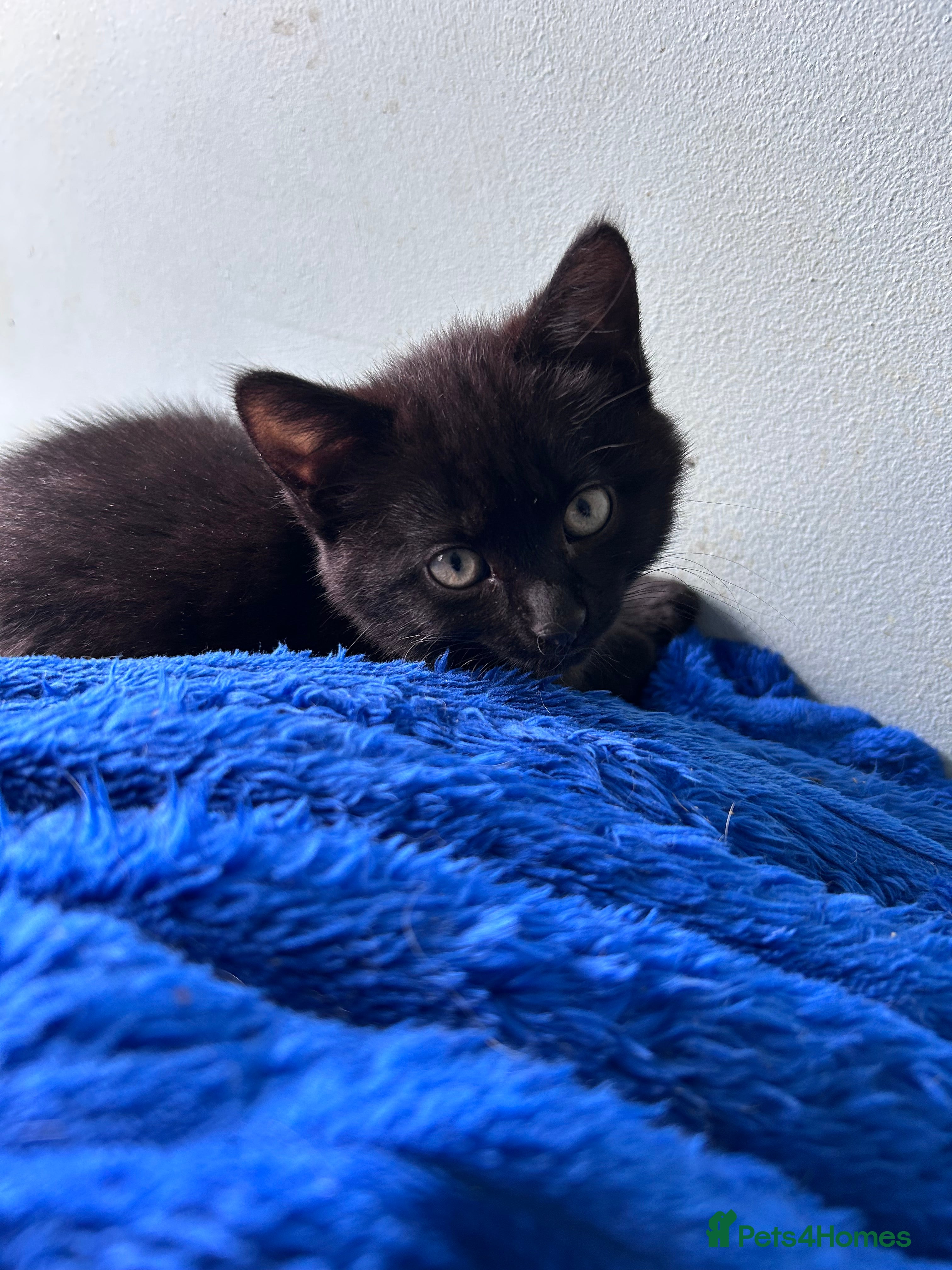 Mixed Breed cats for sale: Four lovely kittens  - Advert 2