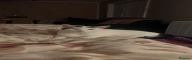 Domestic Shorthair 2