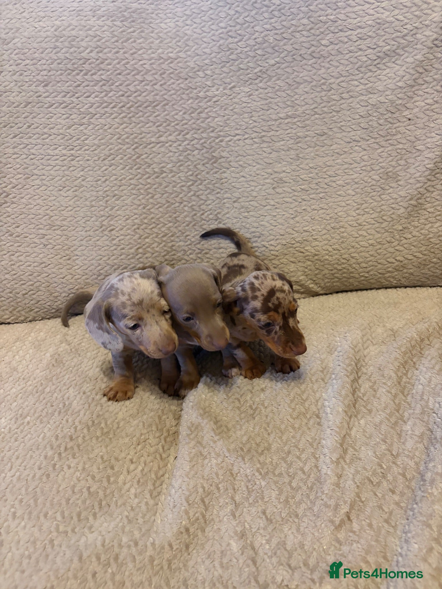 Dachshund dogs Stunning miniature kc dachshund puppies  - Advert 1