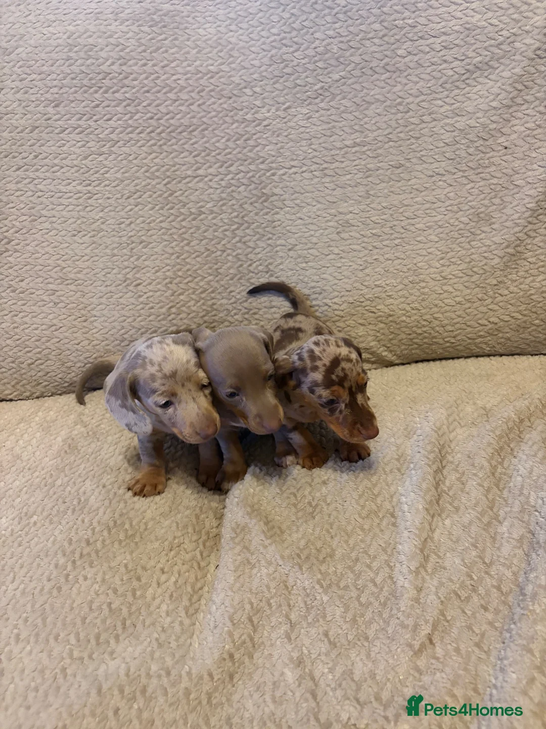 Dachshund dogs for sale: Stunning miniature kc dachshund puppies  - Advert 1