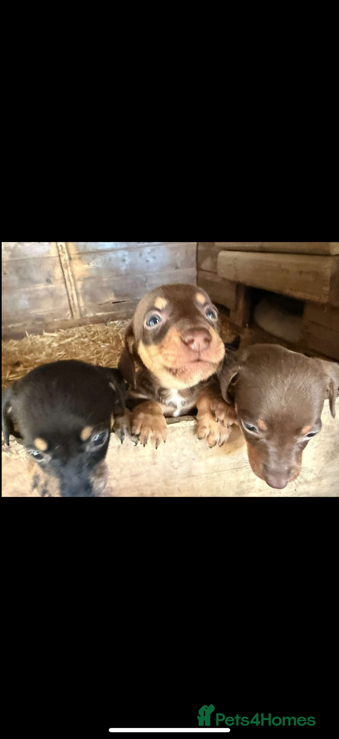 Mixed Breed dogs for sale: Dachshund x border collie - Image 4