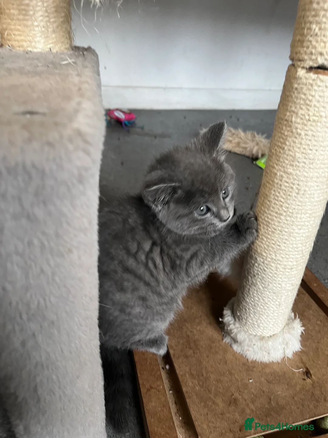 Mixed Breed cats for sale: Stunning Grey Female Kitten with Blue eyes - Advert 9