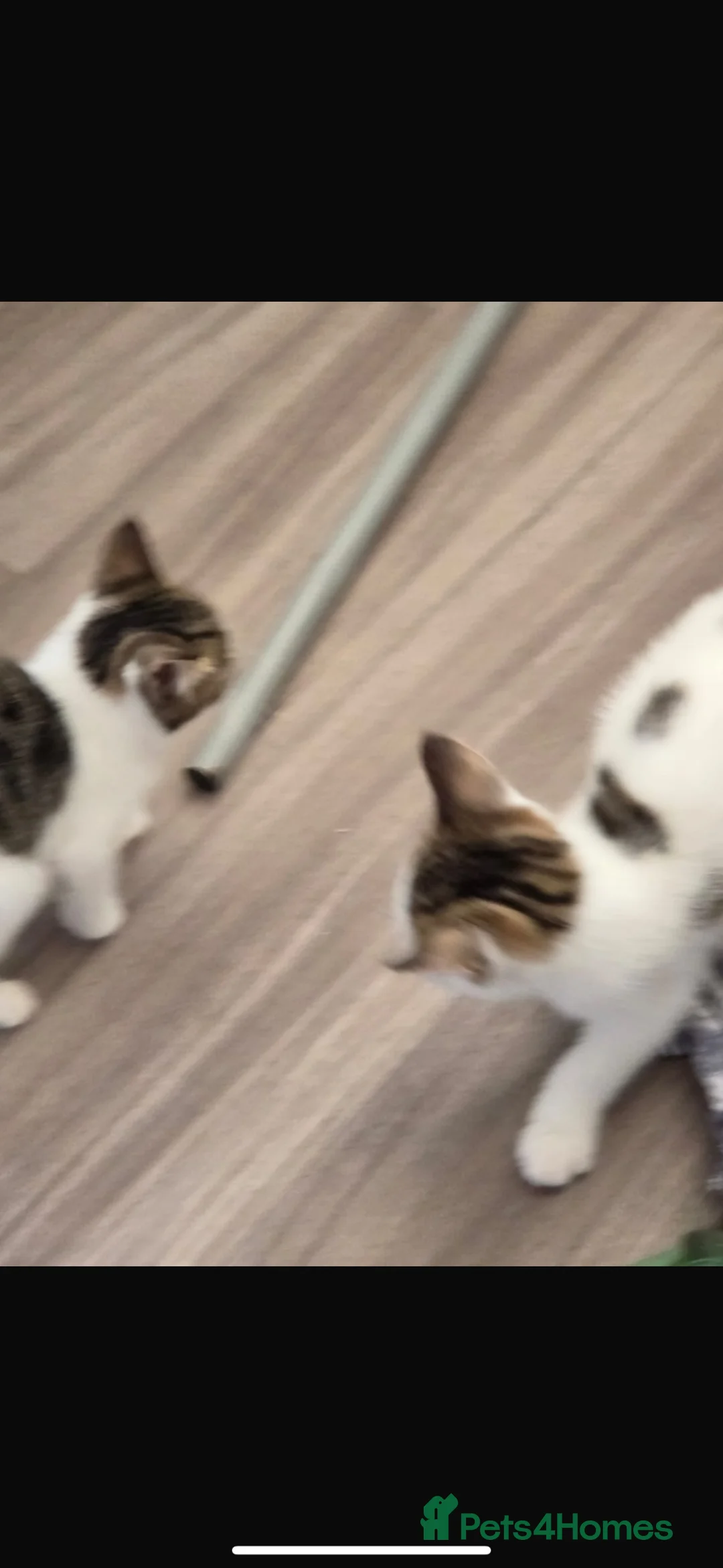 Mixed Breed cats for sale: 2 beautiful white & tabby girls - Advert 2