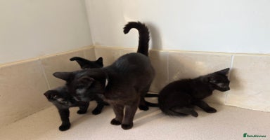 Mixed Breed cats - Advert 15