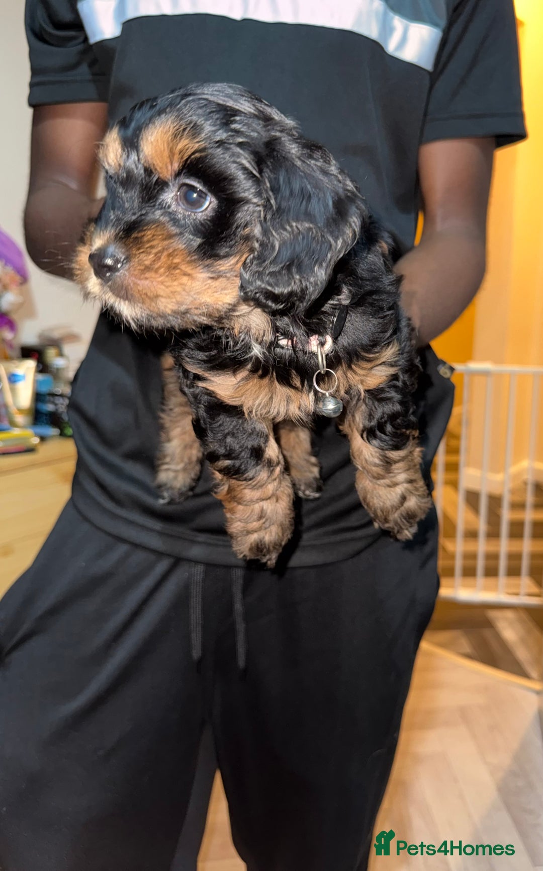 Mixed Breed dogs for sale: Cockapoo Mix Puppies - Advert 7