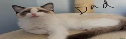 Ragdoll cats for sale: Beautiful fluffy ragdoll kittens - Advert 2
