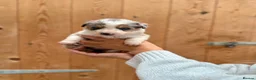Mixed Breed dogs for sale: Collie puppies for sale  - Advert 6