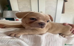 French Bulldog dogs for sale: 4 Beautiful Babies  - Image 36