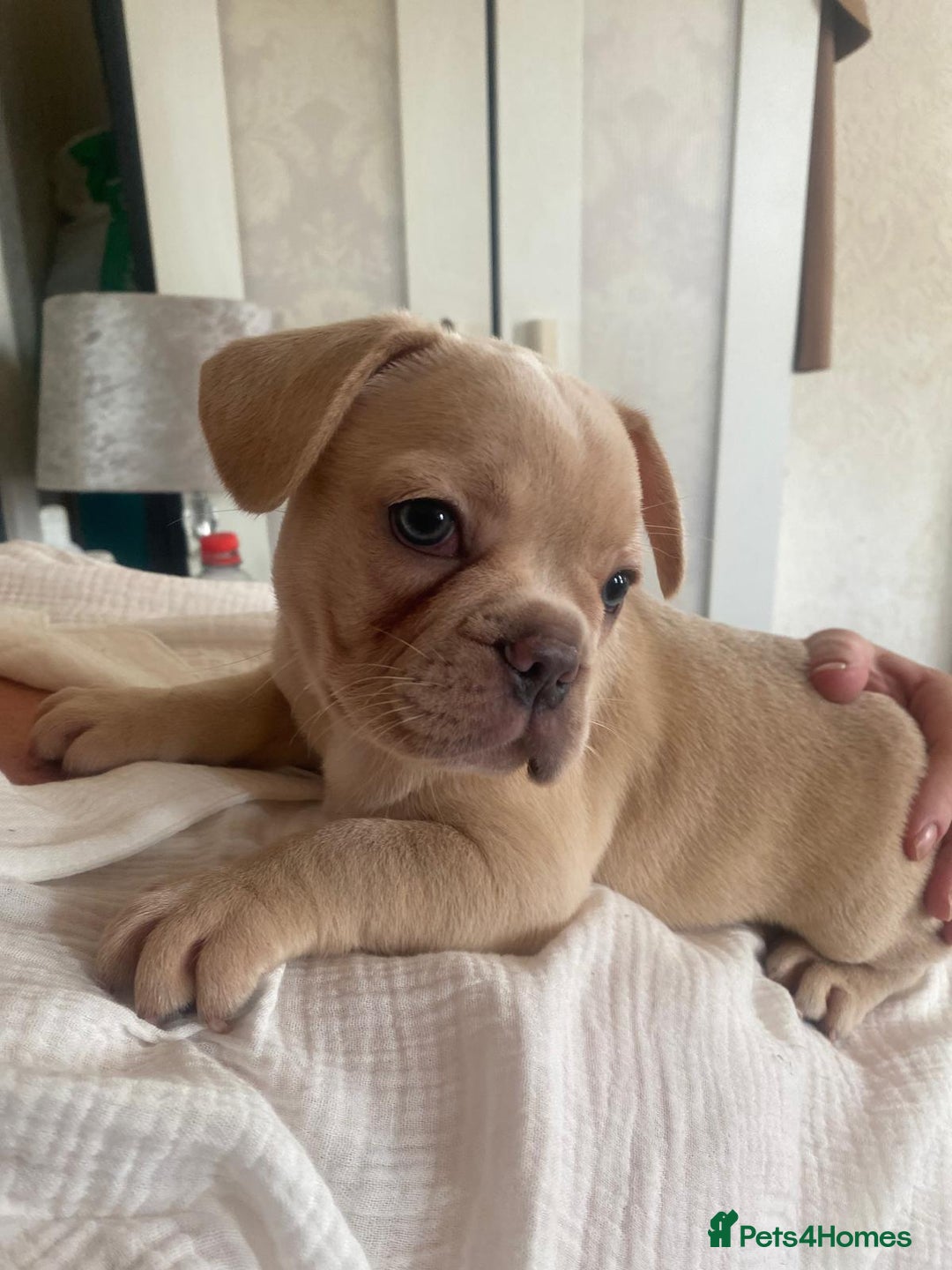 French Bulldog dogs for sale: 4 Beautiful Babies  - Image 36