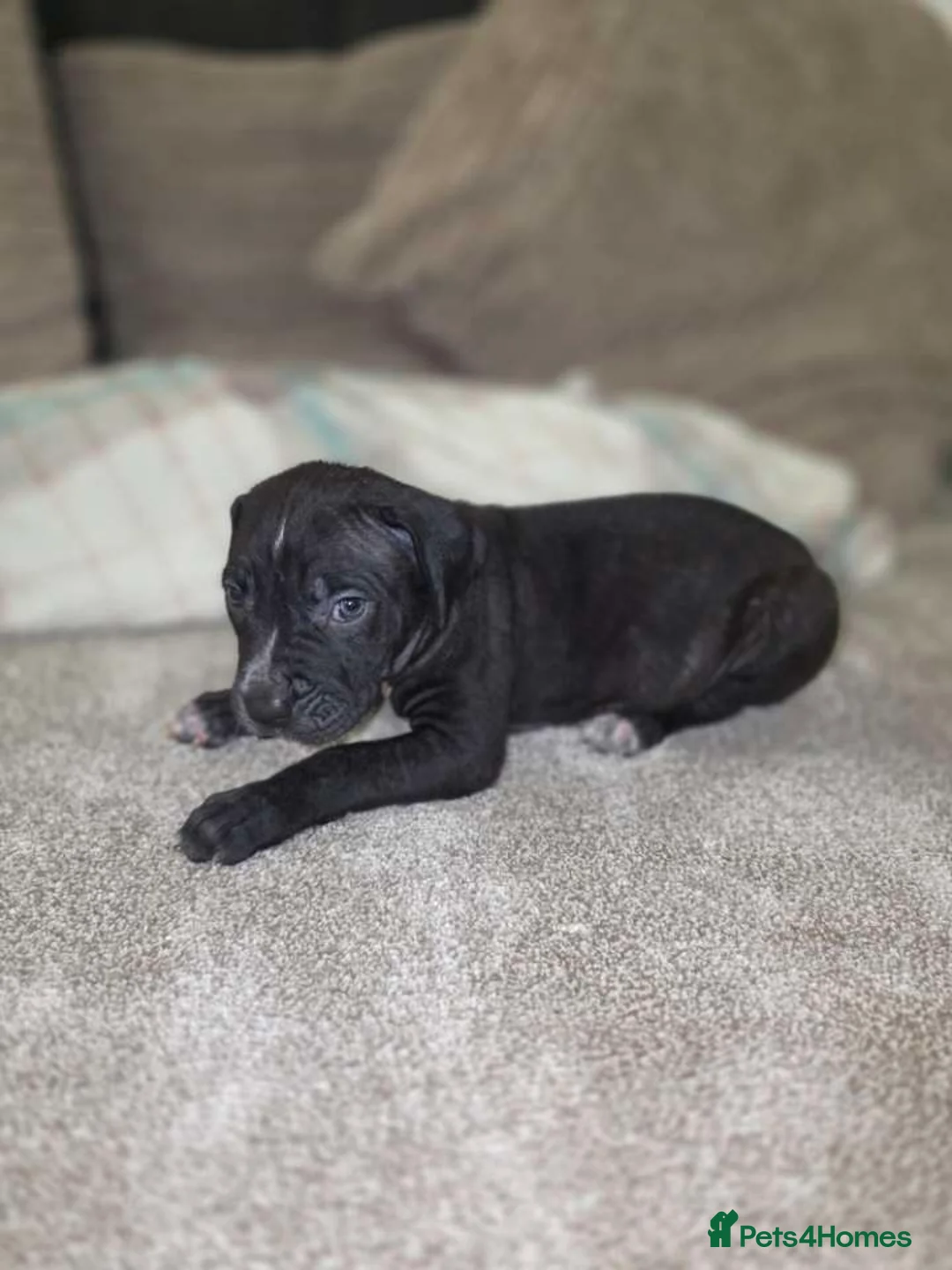 Presa Canario dogs for sale: Dual Purpose Presa Canario Puppies for Homing - Advert 21