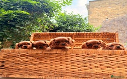 Cavalier King Charles Spaniel dogs for sale: Quality KC Health Tested Ruby CKCS Pups For  Sale - Image 29