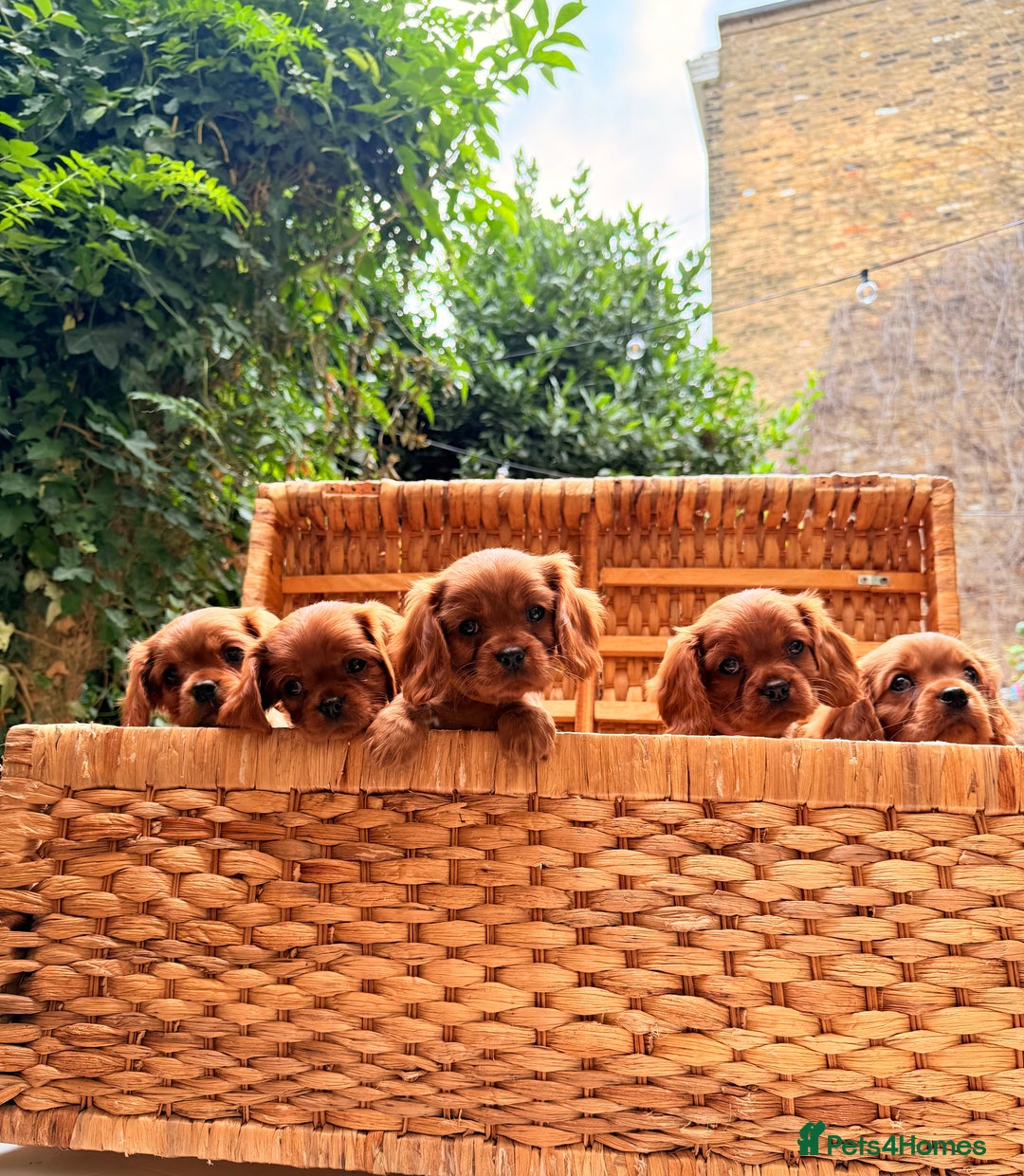 Cavalier King Charles Spaniel dogs for sale: Quality KC Health Tested Ruby CKCS Pups For  Sale - Image 29