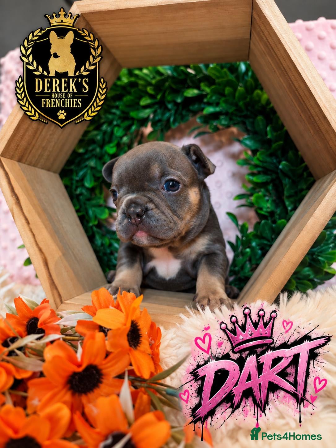 French Bulldog dogs Stunning Blue French Bulldog Puppies - Advert 2