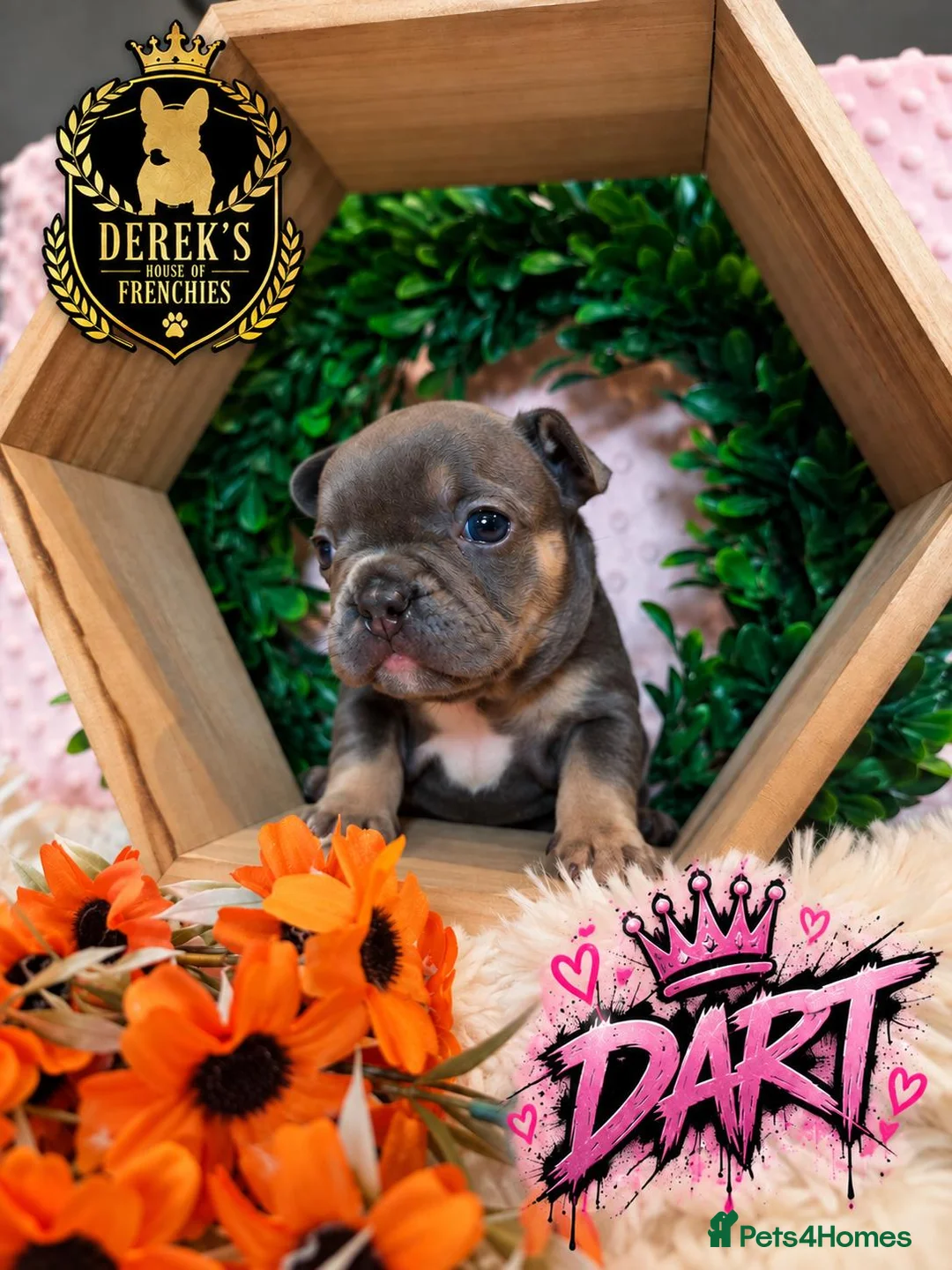 French Bulldog dogs for sale: Stunning platinum French Bulldog Puppies - Advert 2