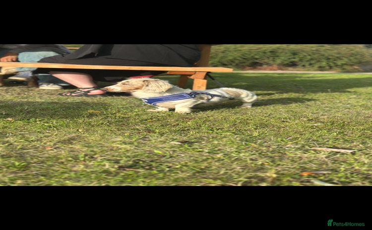 Miniature Dachshund dogs - Advert 3
