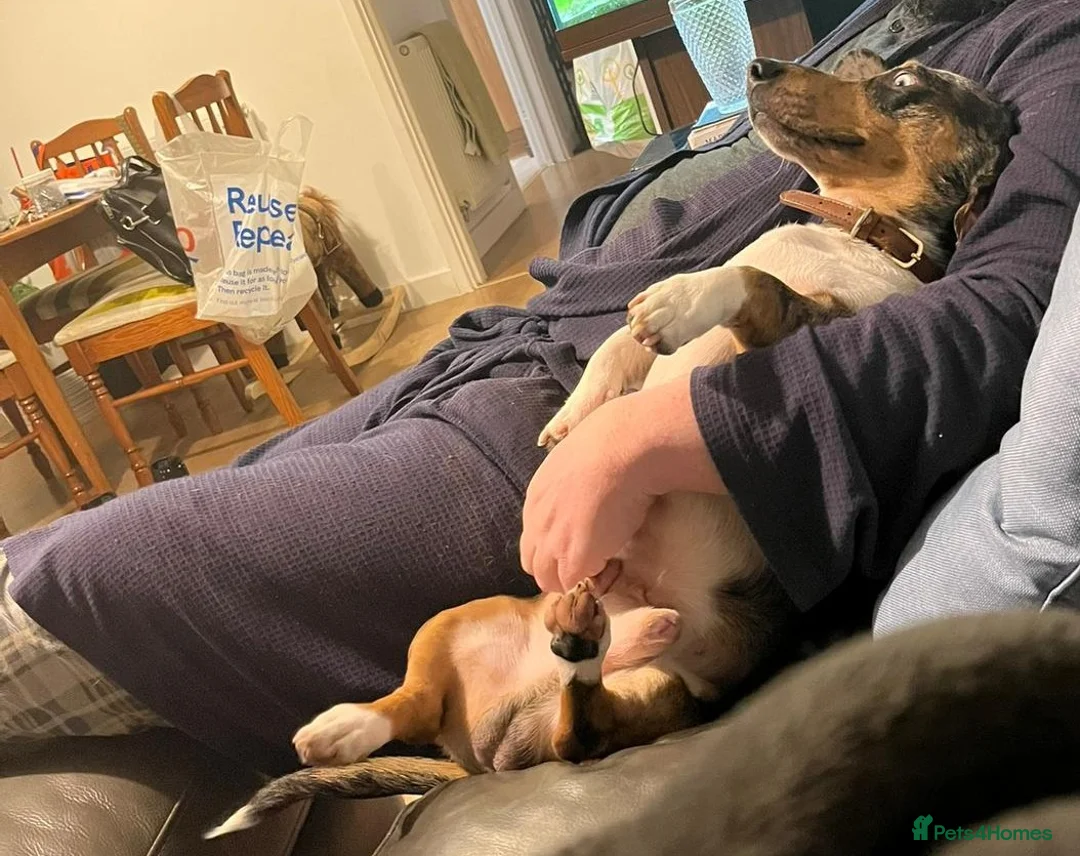 Mixed Breed dogs for adoption: 🐾Meet NORMAN 🐾 - a Lovely Boy for a Loving Home  - Advert 19