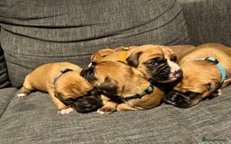 Boxer dogs for sale: Beautiful bob/tailed litter pure boxers  - Advert 36