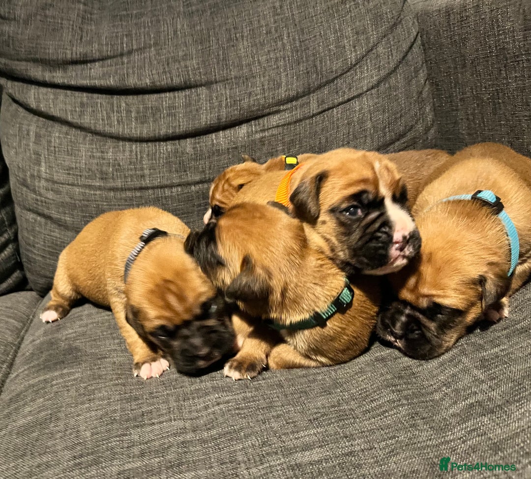 Boxer dogs for sale: Beautiful bob/tailed litter pure boxers  - Advert 36
