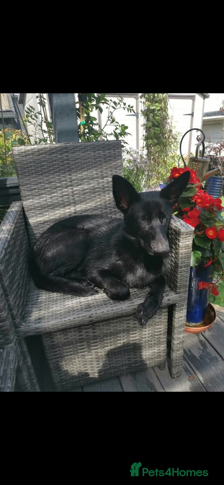 Belgian Shepherd Dog dogs Malinois Girl - Advert 17