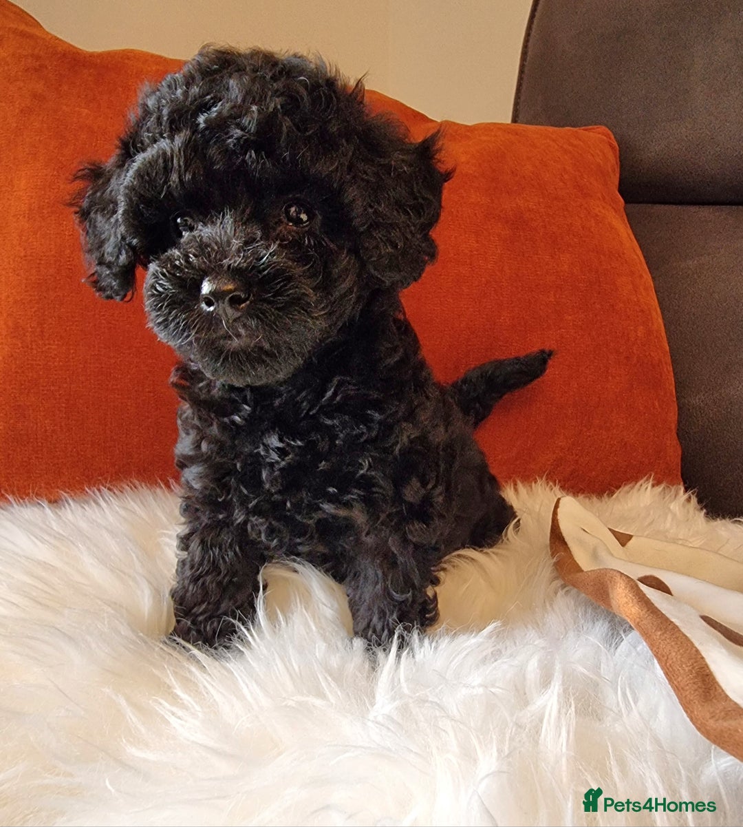 Cockapoo dogs for sale: Adorable best friend pups, sold fully vaccinated - Image 28