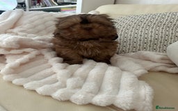 Shih Tzu dogs for sale: Stunning Karashishi Shih tzus - Image 12