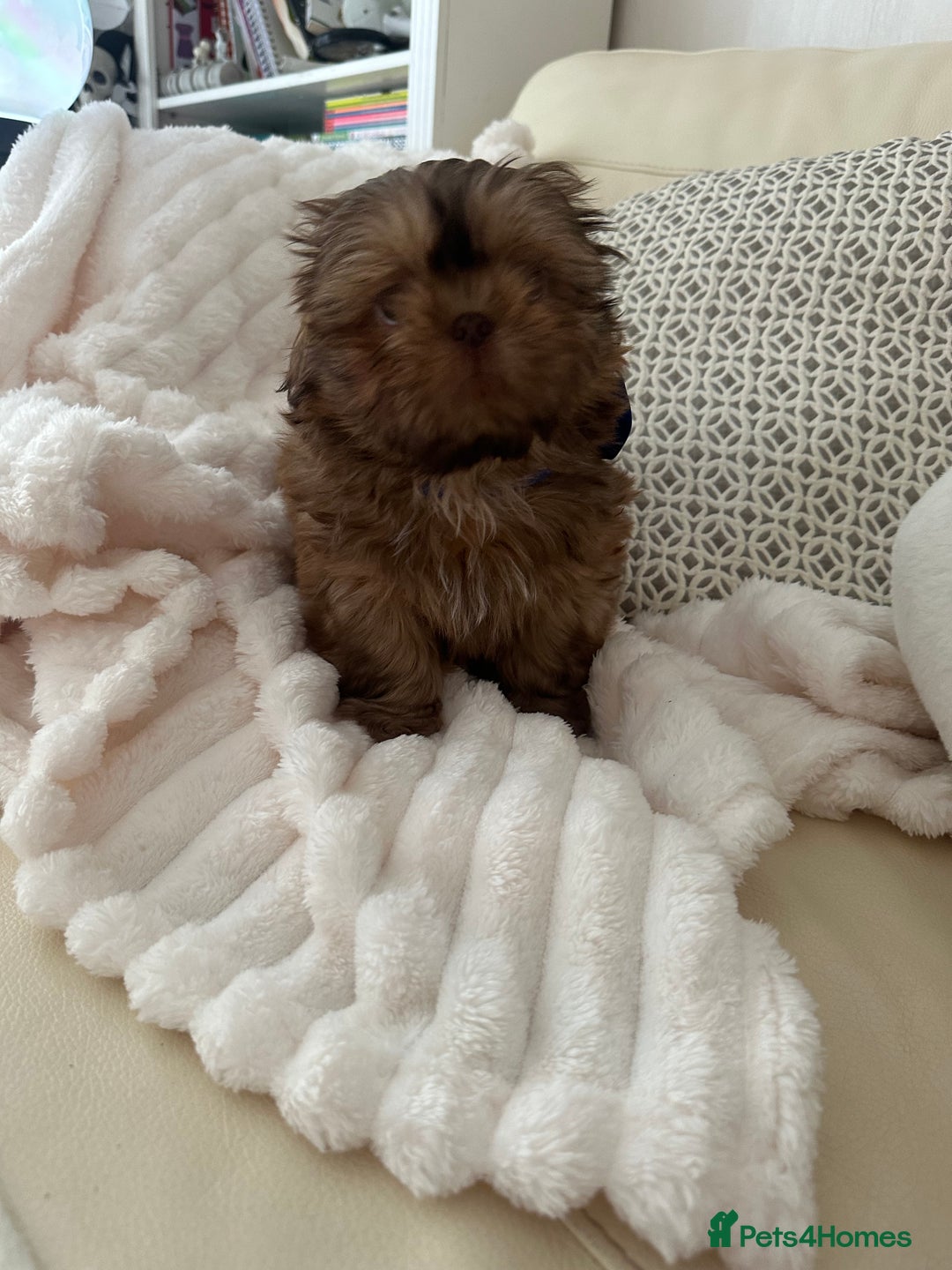 Shih Tzu dogs for sale: Stunning Karashishi Shih tzus - Image 12