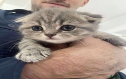 Scottish Fold cats for sale: Wonderful Scottish fold girl 💗🐾 - Image 16