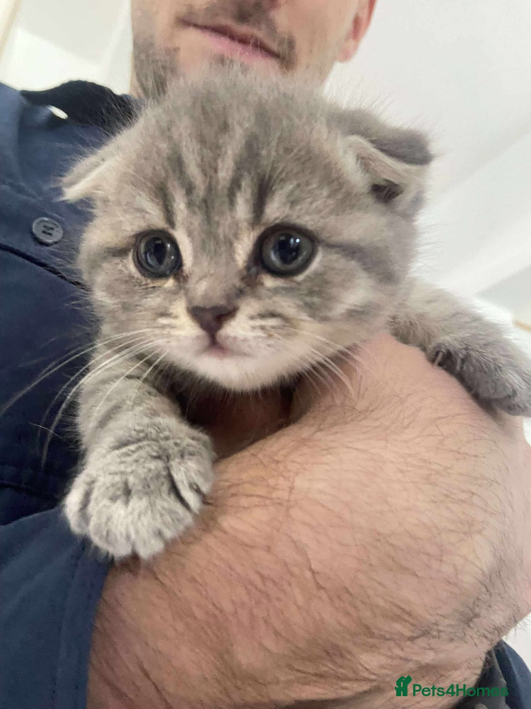 Scottish Fold cats for sale: Wonderful Scottish fold girl 💗🐾 - Image 16