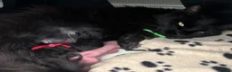 Maine Coon cats for sale: **TICA registered Black Maine Coon Kittens** - Advert 3