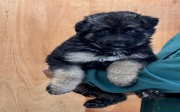 German Shepherd dogs for sale: Beautiful German Shepherd Puppies  - Image 5