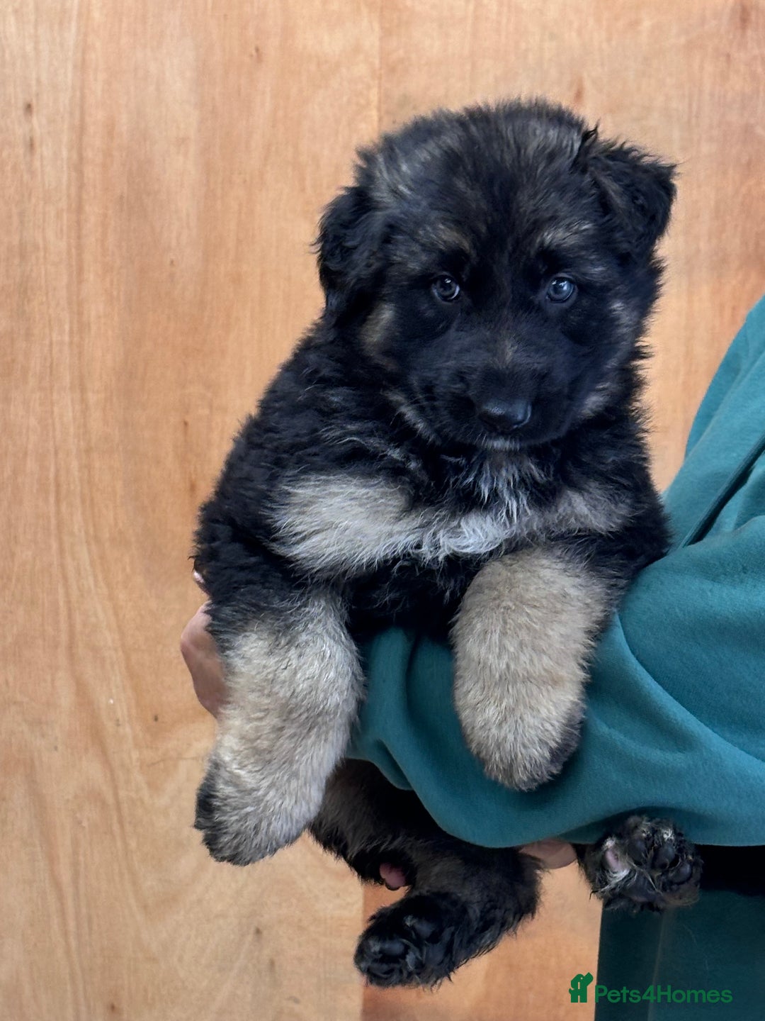 German Shepherd dogs for sale: Beautiful German Shepherd Puppies  - Image 5
