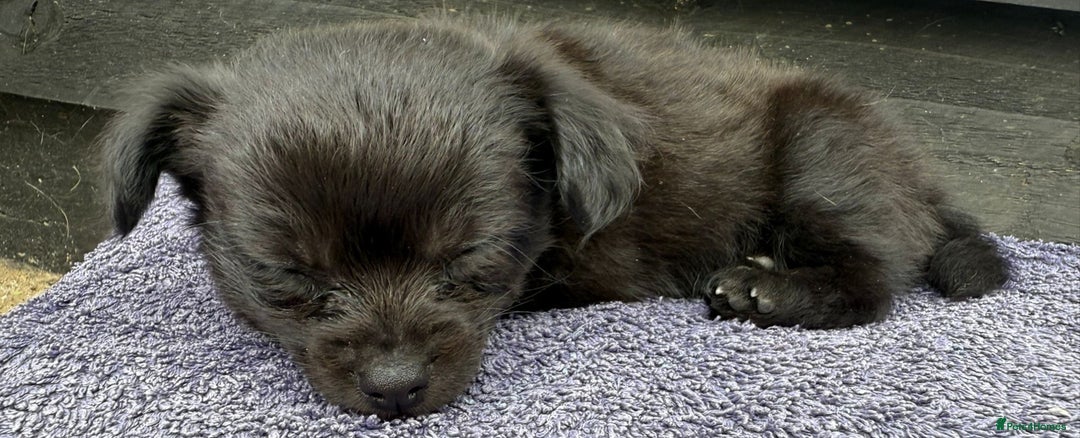 Chihuahua dogs for sale: Little Male Chihuahua  - Image 2