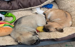Pug dogs for sale: Full panda pugs - Image 6