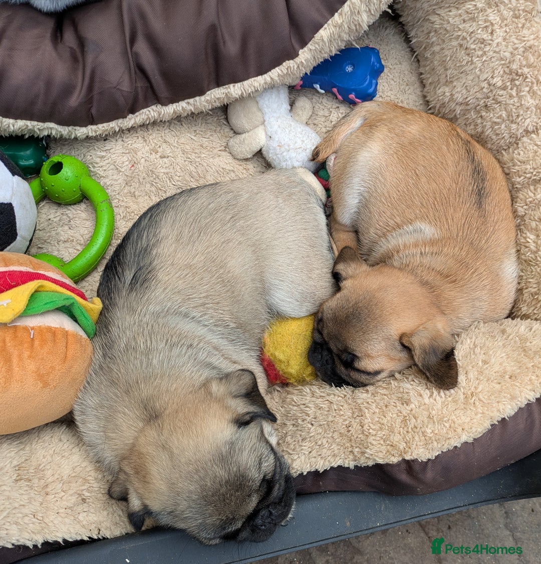 Pug dogs for sale: Full panda pugs - Image 6