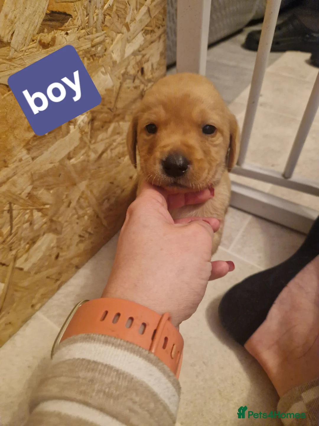 Labrador Retriever dogs for sale: Labrador puppies  - Advert 21