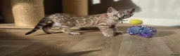 Bengal cats for sale: Gorgeous Health Tested Bengals  - Advert 3