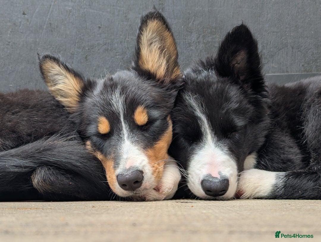 Mixed Breed dogs for sale: READY NOW.Only 2 left Border collies/kelpie pups - Image 6