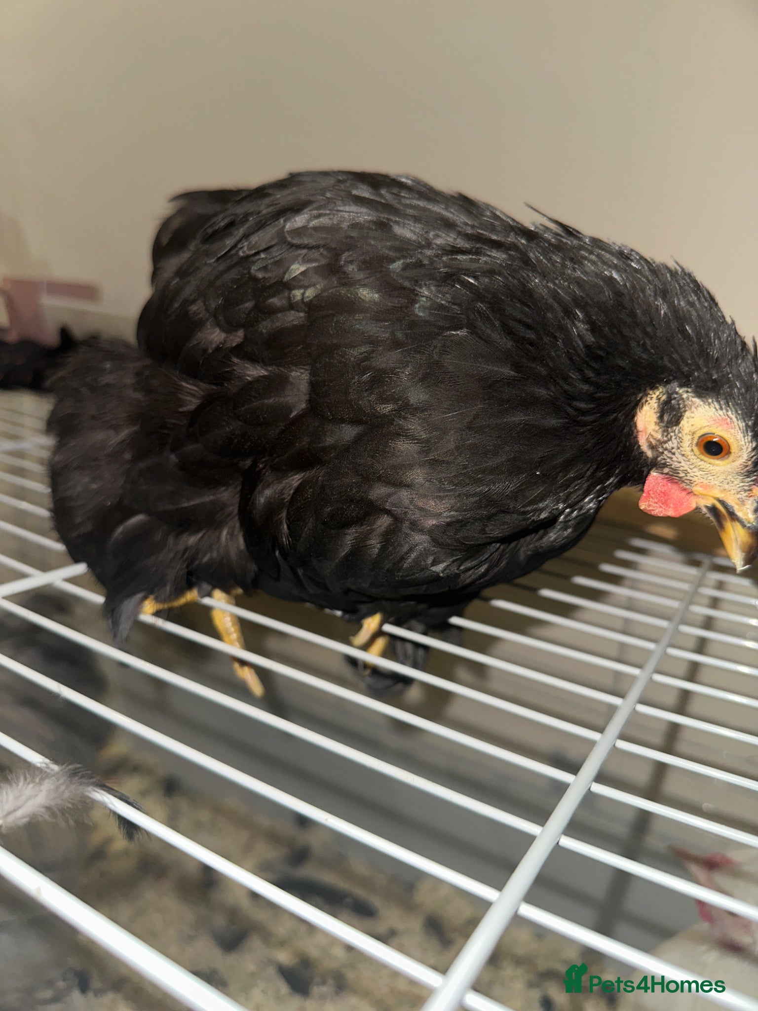 Chickens poultry Black chicken, like a pekin or wyandotte  - Advert 1