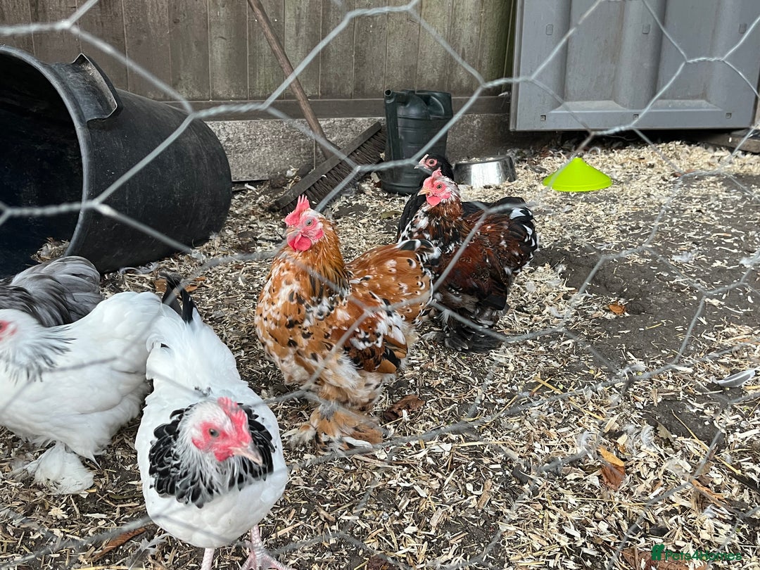 Chickens poultry for sale: Pekin bantams  - Image 1