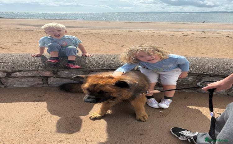 Mixed Breed dogs - Advert 10