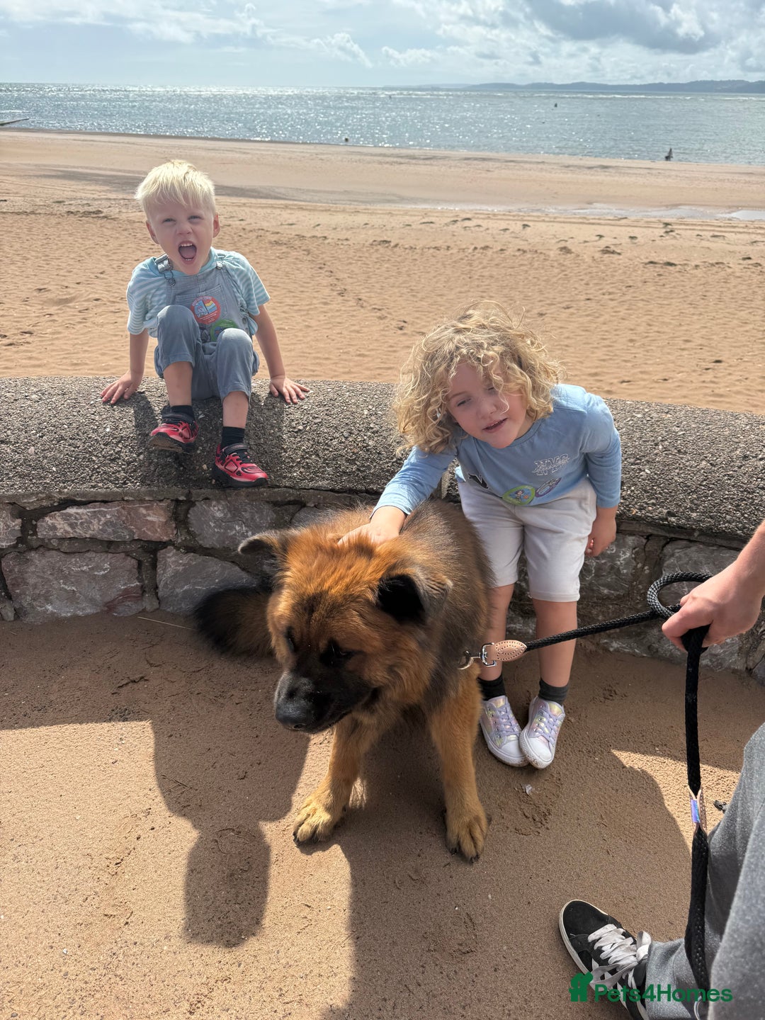 Mixed Breed dogs for sale: Amazing Timmy for rehoming - Image 1